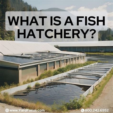 What Is A Fish Hatchery: Everything You Need to Know .
